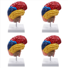 4X Cerebraal Anatomisch Model Anatomie 1:1 Halve Hersenen Hersenstam Lesmateriaal