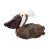 Douglas Pellicano Peluche Douglas Beachy 1