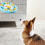 Interactively Slow Eating Cats Bowl Fun-Blue and yellow 5
