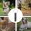 Dog Training Whistle Adjustable  Frequency Recall Whistle Portable Bark Control Tool For Dogs 4