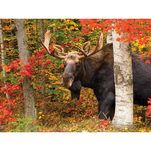 WHITE MOUNTAIN White Mountain Puzzles Autumn King - Puzzle da 500 pezzi