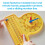 hand2mind NumberLine Clock Sensory Bubble Popper, Fidget Toy for Learning Time 5