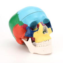 RONTEN Anatomisches Modell eines menschlichen Schädels, lebensecht, abnehmbarer Schädeldeckel