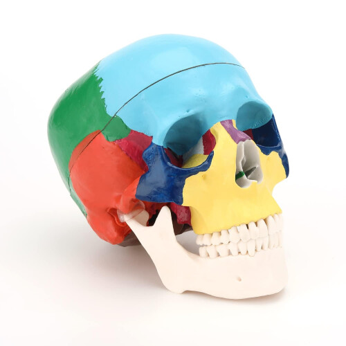 RONTEN Anatomisches Modell eines menschlichen Schädels, lebensecht, abnehmbarer Schädeldeckel