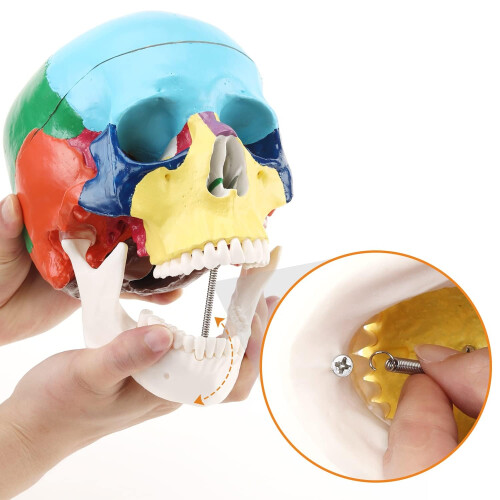 RONTEN Anatomisches Modell eines menschlichen Schädels, lebensecht, abnehmbarer Schädeldeckel 1