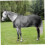 Horse Blanket, Adjustable Fly Sheets, UV Protection  Breathable Mesh 4