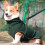 Winter Coat Dog Coat Comfortable Durability-Dark Green M 7