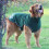 Winter Coat Dog Coat Comfortable Durability-Dark Green M 5