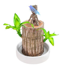 Brazilian Lucky Wooden Plant Desk Decoration Brazilian Wood Bonsai Yuanqi Brazilian Tree Stump Brazilian Wood Plant with Pot and Figurine Ref: 9752