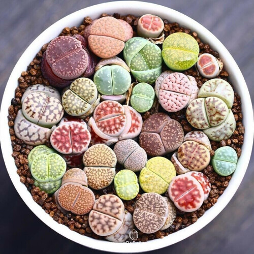 Exquisite Succulent Lithops Mix 10 Pieces Fresh Seeds Ref: 2393