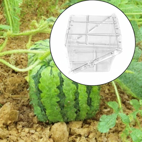 Quadratic watermelon growth practical premium Ref: 5302 2