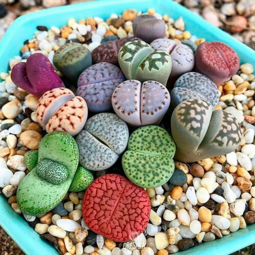 Exquisite Succulent Lithops Mix 10 Pieces Fresh Seeds Ref: 2393 1