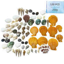Conchas do mar em constante transformação para decoração inspirada na praia, raros espécimes de conchas fossilizadas polidas e naturais, conchas