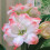 hardy Hippeastrum bulbs amaryllis bulb 1pcs 1