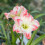 hardy Hippeastrum bulbs amaryllis bulb 1pcs 4