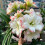 hardy Hippeastrum bulbs amaryllis bulb 1pcs 2