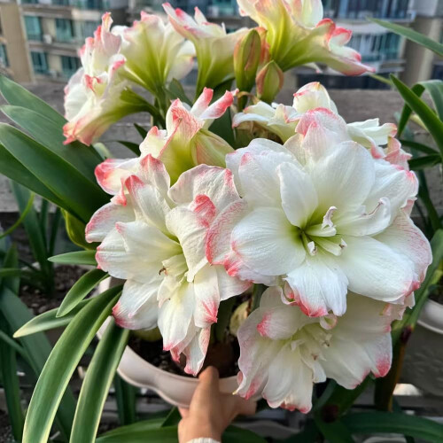 hardy Hippeastrum bulbs amaryllis bulb 1pcs 1