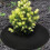 Tree Protection Mat, Tree Mulch Ring, Reusable Weed Barrier Mat, Black 82 cm, 4 Pcs Ref: 6843 2