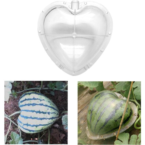 Heartshaped watermelon cultivation method Practical equipment 1