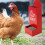 oyster shell feeder, 2 pieces, durable, leakproof, weatherproof, for chickens 2