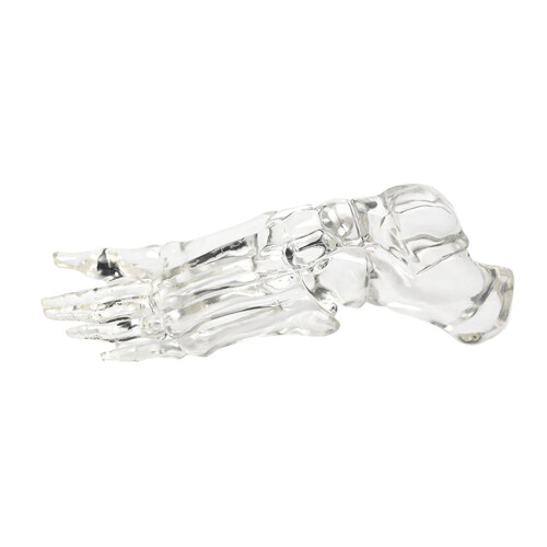 Human Foot Joint Skeleton Model Clear Left Foot Ankle Bone