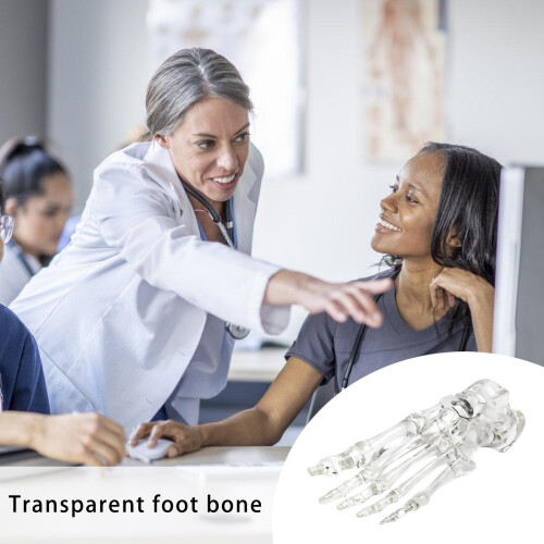 Human Foot Joint Skeleton Model Clear Left Foot Ankle Bone 1