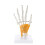 Anatomical Hand Skeleton Model With Movable-Attached ligament 1