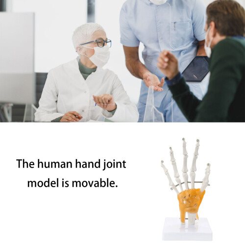 Anatomical Hand Skeleton Model With Movable-Attached ligament 2