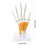 Anatomical Hand Skeleton Model With Movable-Attached ligament 4