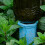 Watering spikes, selfwatering erts, automatic ceramic waterer set of 4 5