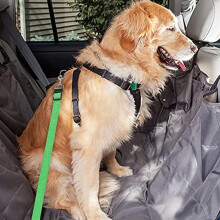Sikkerhetsløsning for kjæledyr, justerbar sikkerhetsbelte for hund med elastisk nylon-elastisk buffer for komfortabel og sikker reise, universell