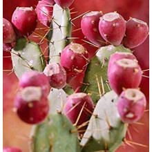 Promione!!! 200 pezzi Fichi d'india cactusfrutta commestibile semi giardino di fiori, Opuntia Leptocarpa, raro, dolce, nutrient: seeds Ref: 5157