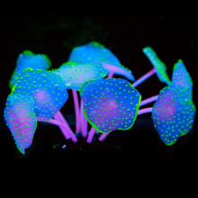 Coral plant decoration, luminous, artificial ornament, lighting effect, artificial coral plant, aquarium decoration, violet