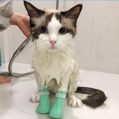 Feline Companion's Guardian, Παπούτσια κατά των τσιμπημάτων, Προστατευτικό ποδιού γάτας για 2