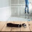 2 x Leg Strap Replacement for Drywall Stilts, Comfortable and Adjustable Nylon Straps for Various Uses Ref: 1411 3