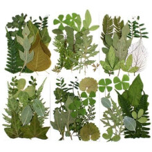 Colección de hojas secas naturales para artesanos, hojas secas prensadas para proyectos de resina y decoración DIY, hermosos regalos creativos para