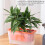 Selfwatering pots for outdoor plants  Avoid overwatering rectangular nursery box Pink 3