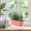Selfwatering pots for outdoor plants  Avoid overwatering rectangular nursery box Pink 2