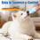 Animal Feeding Bottle Includes Replaceable Nipples Graduated 5