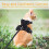 Cat harness and leash set, escapeproof adjustable soft padded, air mesh breathable (Black/S) 4