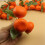 Realistic Tangerine Oranges Decors Artificial Miniature 4