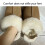 Sangle de chaussure élastique pour chaussures Mules,-brun 3