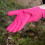 Westland Kent & Stowe Thorn Resistant Gardening Gloves Medium 2
