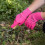 Westland Kent & Stowe Thorn Resistant Gardening Gloves Medium 3