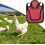Chicken Saddle For Hens  Hen Wing Back Protector, Adjustable Straps Poultry Vest, Red 2