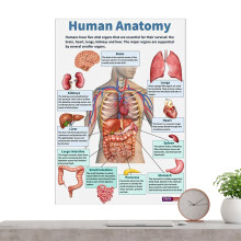 Human Anatomy Poster 16X Muscle Anatomy Charts Educational Classroom Wall Poster Study And Teaching Aid