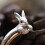 Cute Rabbit Design Ring Adorned With Sparkling Cubic-Blue 4