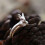 Cute Rabbit Design Ring Adorned With Sparkling Cubic-Blue 6