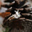 Cute Rabbit Design Ring Adorned With Sparkling Cubic-Blue 7