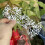 Matrices de découpe de clôture de fleurs, pour Photo, 6